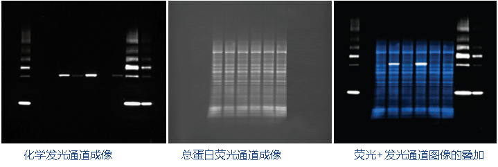 IBright FL1500 Western Blot通用成像模式示例圖.jpg