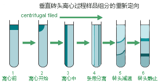  Optima XE-90超速離心機(jī)垂直轉(zhuǎn)頭密度梯度分離原理演示圖.jpg