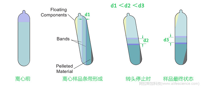 Beckman Optima XE-100 Optima XE-90超速離心機(jī)NVT 100_NVT 90_NVT65_NVT 65.1近垂直轉(zhuǎn)頭用于連續(xù)密度梯度離心原理圖.jpg