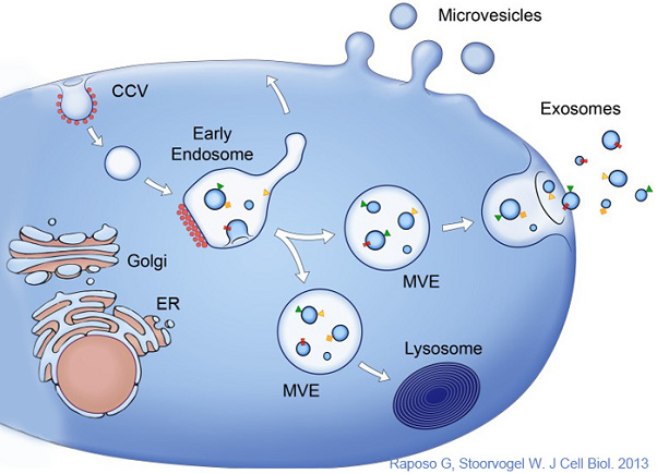 細(xì)胞外囊泡發(fā)生原理.jpg