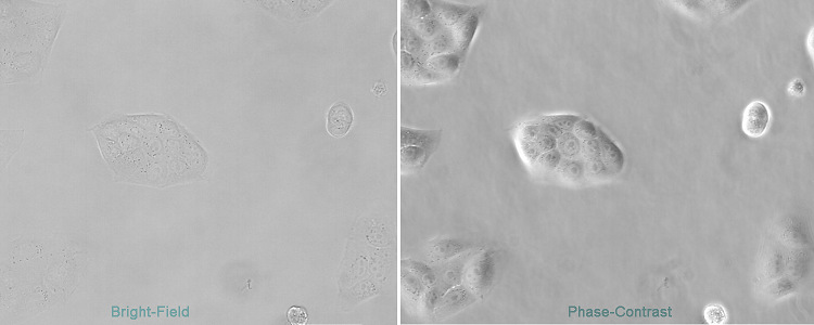 Leica DMiL、DM IL LED Leica DMi8倒置顯微鏡明場-相差細胞圖像的對比度比較.jpg