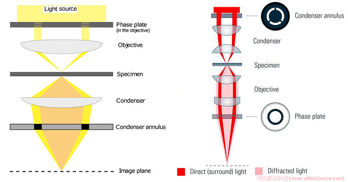 倒置顯微鏡相襯對比技術(shù)成像原理圖.jpg