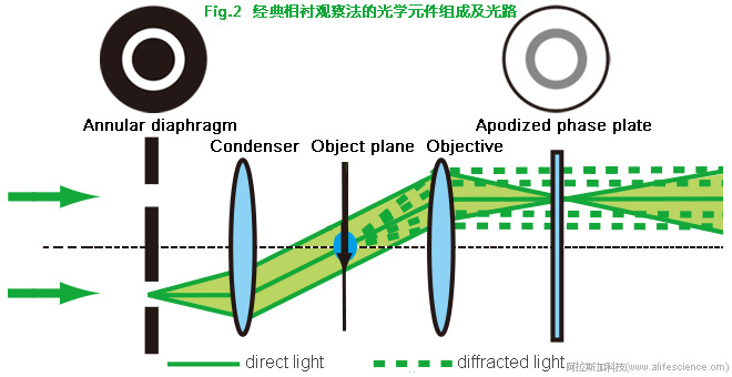 Zeiss Primovert Axiovert 5 Leica DM IL LED Olympus CKX53倒置顯微鏡細(xì)胞相差成像工作原理.jpg